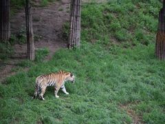 -大连森林动物园