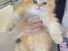 -lincat·猫舍(广州店)