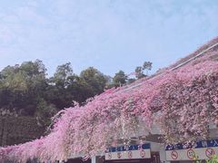 -深圳仙湖植物园