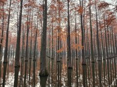 -渌洋湖湿地公园