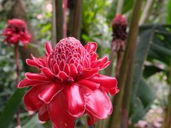 -中国科学院西双版纳热带植物园