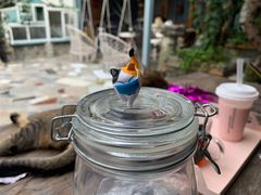 -喵屿·大理花园猫咖