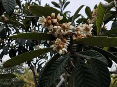 -思念果岭悦温泉