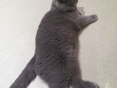 -藏猫猫咖啡主题馆(中央大道店)