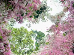 -深圳国际园林花卉博览园