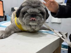 -pd派德宠物中心医院24H急重症·眼科中心·血液透析中心(嵩山北路店)