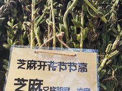 -北戴河集发农业梦想王国