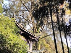 -缙云山景区