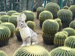 -南山植物园