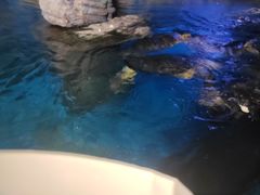 -烟台海昌鲸鲨海洋公园