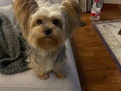 -Oh My Dog宠物沙龙(伊珊娜皮毛护理店)