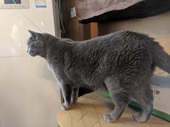 -猫猫幼稚园·撸猫·桌游·电玩