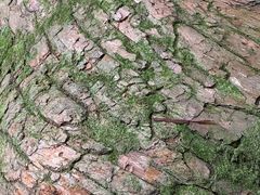 -天目山大树王景区