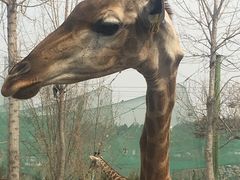 -五龙山野生动物王国