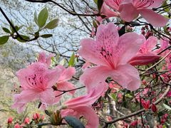 -木兰云雾山