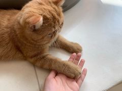 -飞行喵MR PILOT|猫舍·猫咖(静安大融城店)