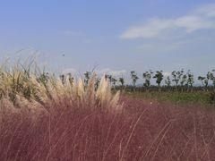 -漩门湾国家湿地公园