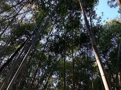 -广州市石门国家森林公园