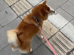 -柏萃动物医院·骨科·牙科