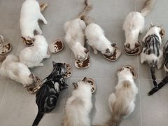 -有喵·猫咖·狗咖·30几只猫10只小狗(岗厦店)