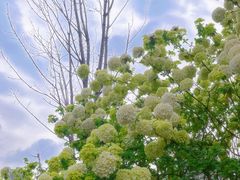 -大龙山(地铁站)