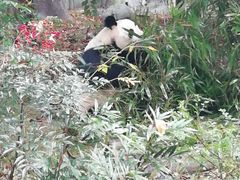 滚滚-成都大熊猫繁育研究基地