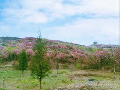 -贵州百里杜鹃风景名胜区