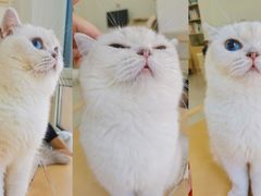 -鼓捣猫呢主题猫咖店