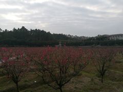 -南国桃园旅游度假区