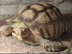 -Zoolung Zoolung动物主题公园(海信广场店)