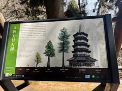 -天目山大树王景区