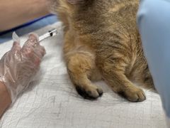 -博特宠物医院24h犬猫全科.骨科·异宠