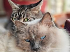 -龙巢盱眙龙虾·牛蛙·烧烤宵夜(八卦岭店)