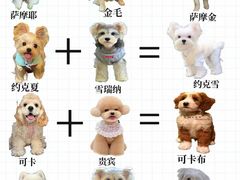 -翊宠yipet猫狗购宠庄园