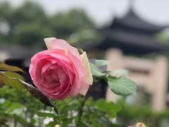 -莫愁湖公园
