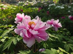 -洛阳市隋唐城遗址植物园