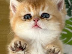 -青奢宠物·青奢猫舍