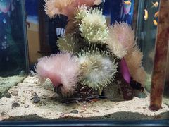 -太平洋海底世界