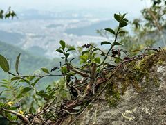 -梧桐山风景名胜区