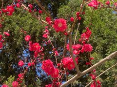 -桃花堤公园
