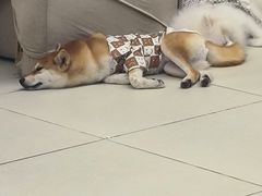 -怪兽屋·羊驼·猫咖·狗咖(俊华广场店)