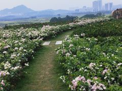-光明小镇欢乐田园