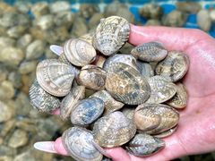 -海之鲜大排档(东山海鲜金銮湾店)