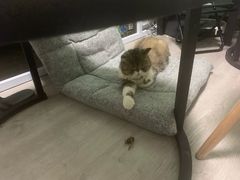 -创凡宠物医院·骨专科  猫科中心(西乡分院)
