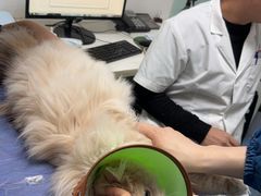 -特一安24小时宠物医院·骨科·中兽医