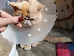 -北京赛佳动物医院