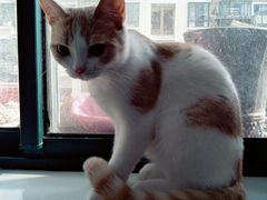 -喵的天空名猫咖啡馆·撸猫·猫舍·用品