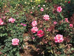 -人民公园(罗湖区)