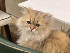 -安格丽娜·狗咖·猫咖羊驼咖(春熙路百盛商场店)