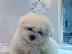 -翊宠yipet猫狗购宠庄园犬舍•猫舍